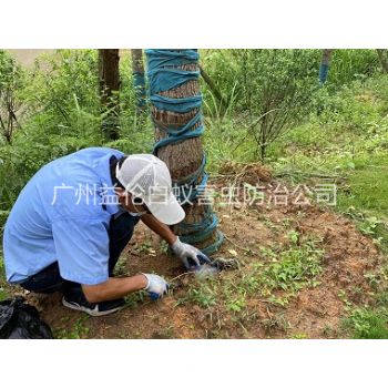新塘树木白蚁防治工程
